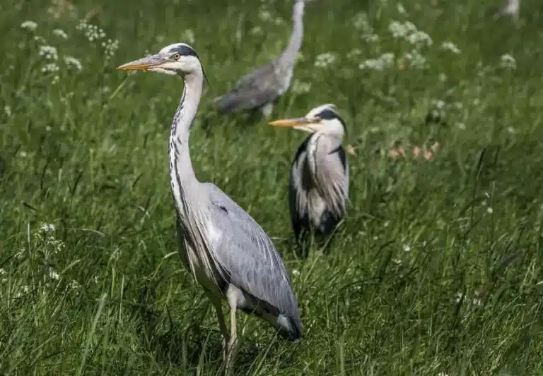 el nordjylland